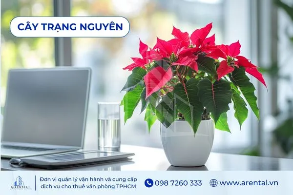 Cây Trạng Nguyên cây cảnh để bàn làm việc hợp mệnh hỏa tượng trưng cho tài lộc.