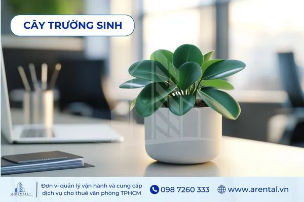 Cây Trường Sinh thích hợp làm cây để bàn làm việc cho người mệnh hỏa mang ý nghĩa bền vững.
