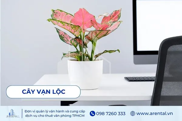 Cây Vạn Lộc là cây để bàn làm việc mệnh hỏa mang sắc đỏ hồng may mắn.