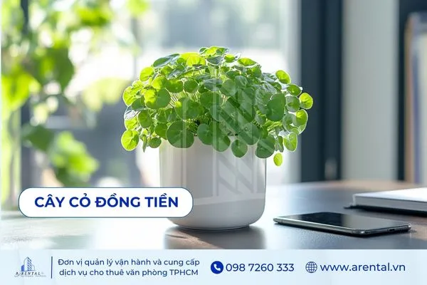 Cây Cỏ Đồng Tiền là cây để bàn làm việc mệnh hỏa tượng trưng tài lộc và thịnh vượng.