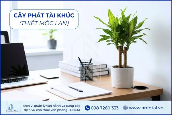 Cây Phát Tài Khúc là cây để bàn làm việc hợp mệnh hỏa mang lại năng lượng tích cực.
