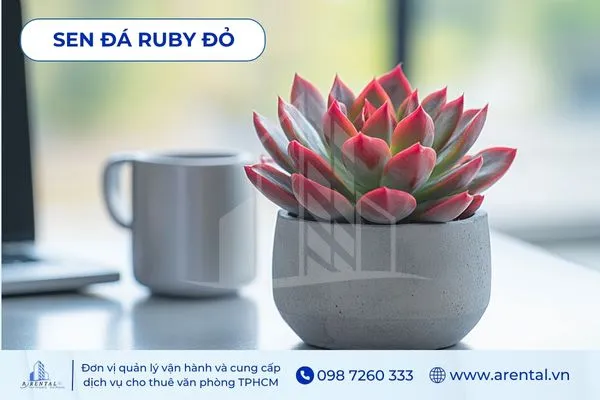 Sen Đá Ruby Đỏ là cây để bàn làm việc cho người mệnh hỏa mang sắc đỏ may mắn.