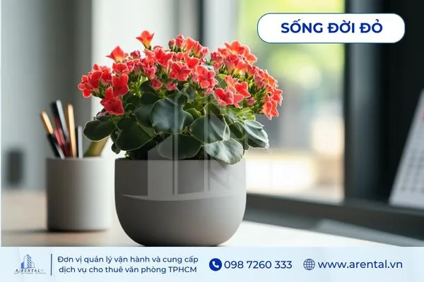 Cây Sống Đời Đỏ thích hợp cho người mạng hỏa để trên bàn làm việc giúp mang lại sức sống.