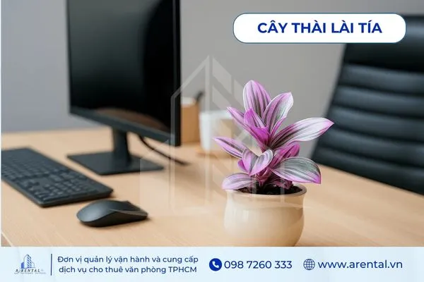 Cây Thài Lài Tía là cây để bàn làm việc cho người mệnh hỏa giúp không gian thêm ấn tượng.