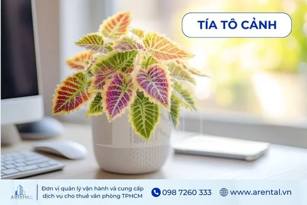 Tía Tô Cảnh cây để bàn làm việc hợp mệnh hỏa tạo không gian sinh động.