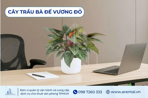Cây Trầu Bà Đế Vương Đỏ cây để bàn làm việc hợp mệnh hỏa tượng trưng quyền lực.