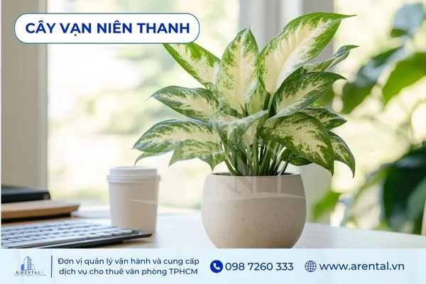 Cây Vạn Niên Thanh cây để bàn làm việc cho người mệnh hỏa giúp lọc không khí tốt.