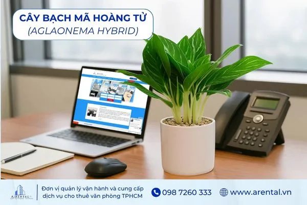 Bạch Mã Hoàng Tử cây cảnh văn phòng hợp mệnh Kim đem lại sự thịnh vượng.