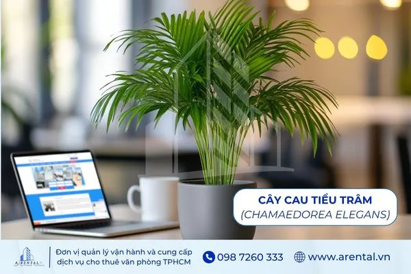 Cau Tiểu Trâm cây để bàn làm việc mệnh Kim giúp tạo sự tươi mát.