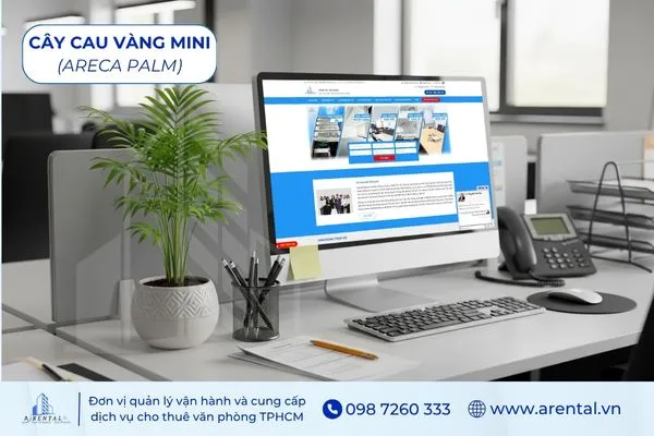 Cau Vàng Mini cây hợp mệnh Kim để bàn làm việc thu hút tài lộc.