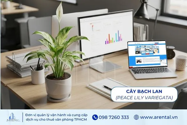 Cây Bạch Lan hợp mệnh Kim mang lại cảm giác yên bình cho bàn làm việc.