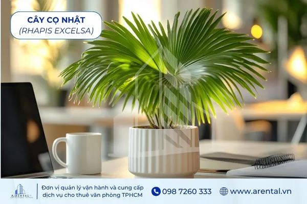 Cây Cọ Nhật mệnh Kim nên để bàn làm việc để cân bằng phong thủy.