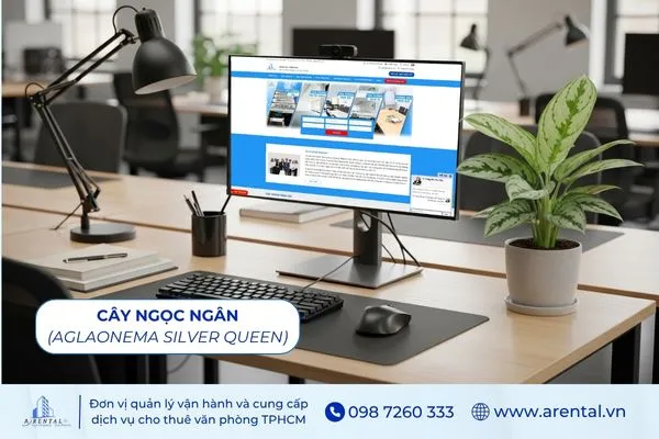 Cây Ngọc Ngân là cây để bàn làm việc hợp mệnh Kim giúp không gian sáng hơn.