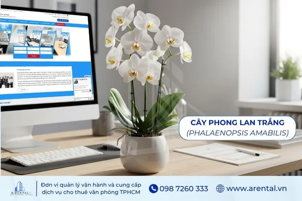 Cây Phong Lan Trắng hợp mệnh Kim giúp bàn làm việc thêm sang trọng.