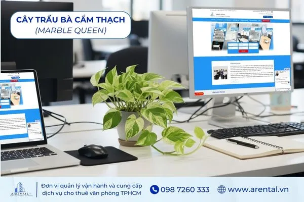 Cây Trầu Bà Cẩm Thạch mệnh Kim nên để trên bàn làm việc để hút năng lượng.