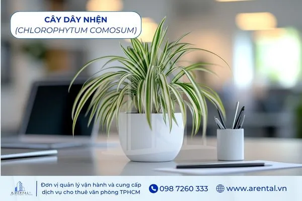 Dây Nhện cây cảnh để bàn làm việc mệnh Kim giúp lọc không khí hiệu quả.