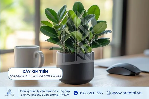 Kim Tiền là cây cảnh văn phòng hợp mệnh Kim tượng trưng cho thịnh vượng.