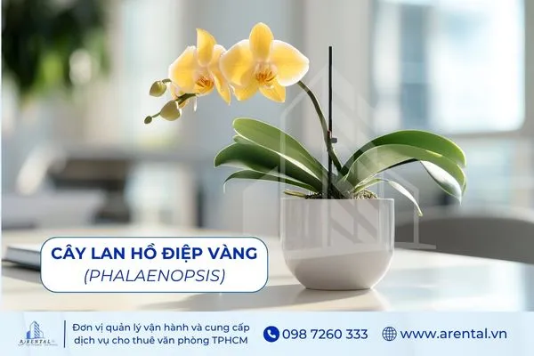 Lan Hồ Điệp Vàng cây để bàn làm việc hợp với mệnh Kim tượng trưng may mắn.