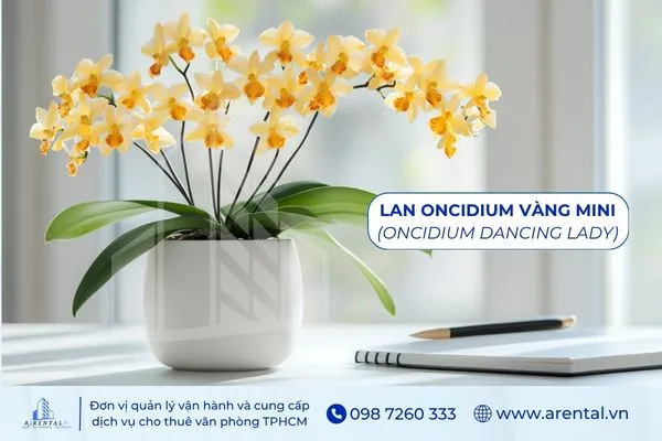 Lan Oncidium Vàng Mini là cây để bàn làm việc mệnh Kim mang sự tươi mới.