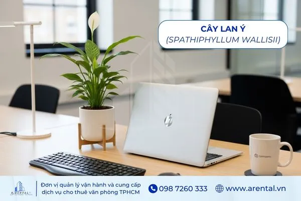 Lan Ý là cây để bàn làm việc hợp mệnh Kim giúp thanh lọc không khí.