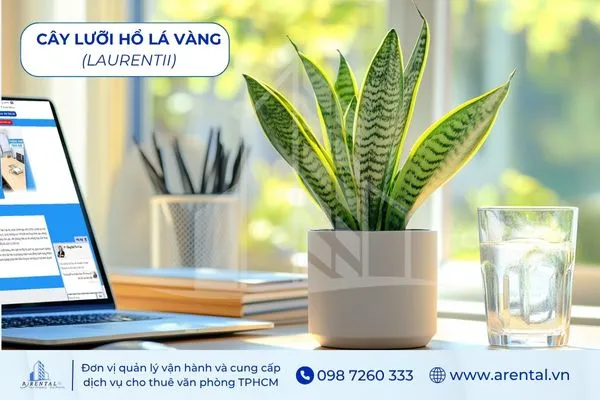 Lưỡi Hổ Lá Vàng cây hợp mệnh Kim để bàn làm việc mang ý nghĩa vững chắc.