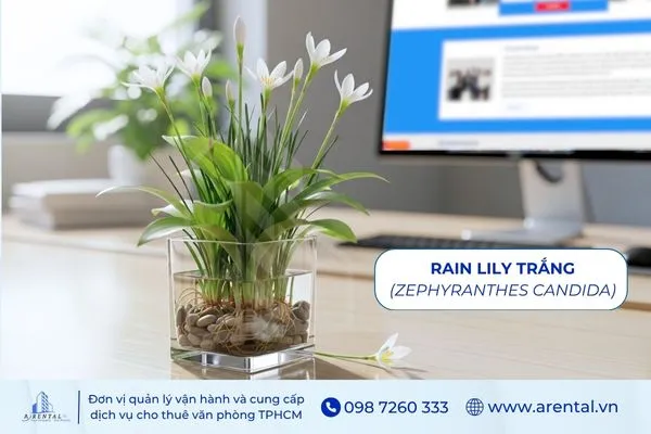 Rain Lily Trắng là cây cảnh để bàn làm việc hợp mệnh Kim nhỏ gọn, tinh tế.