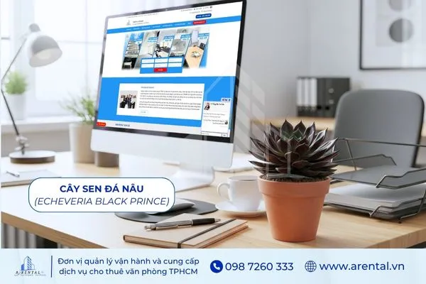 Sen Đá Nâu là cây cảnh để bàn làm việc hợp mệnh Kim mang lại cảm giác mạnh mẽ.