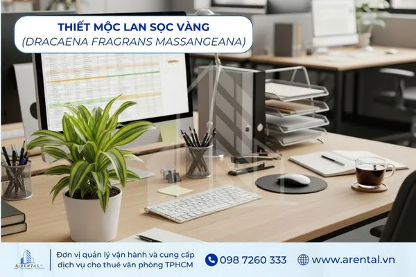 Thiết Mộc Lan Sọc Vàng cây để bàn làm việc theo mệnh Kim mang lại tài lộc.