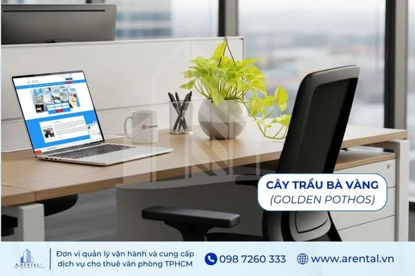 Trầu Bà Vàng cây để bàn làm việc hợp mệnh Kim giúp mang lại may mắn.