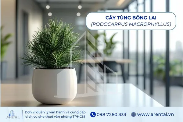 Tùng Bồng Lai là cây để bàn làm việc theo mệnh Kim biểu tượng trường thọ.