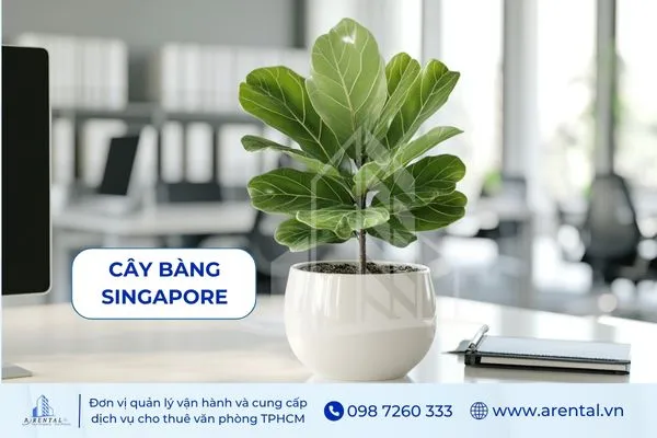Bàng Singapore mini với lá dày xanh bóng, nổi bật trên bàn trắng.