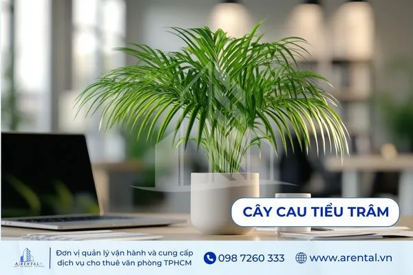 Cau Tiểu Trâm mềm mại, tạo mảng xanh nhẹ nhàng cho góc làm việc.