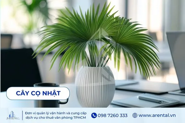 Cây Cọ Nhật hợp mệnh Mộc, thích hợp trang trí bàn làm việc hiện đại.