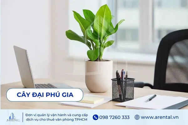 Cây Đại Phú Gia - gợi ý cây cảnh để bàn làm việc hợp mệnh Mộc, tượng trưng phú quý.