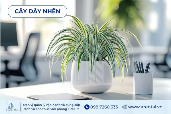 Cây Dây Nhện hợp mệnh Mộc, cây cảnh để bàn làm việc vừa đẹp vừa lọc khí.