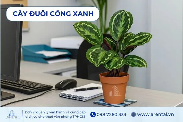 Cây Đuôi Công Xanh để bàn làm việc cho mệnh Mộc, tạo điểm nhấn độc đáo.
