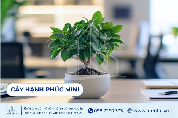 Cây Hạnh Phúc Mini, cây cảnh để bàn làm việc cho người mệnh Mộc.