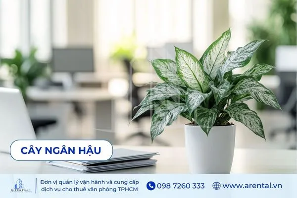 Cây Ngân Hậu để bàn làm việc mệnh Mộc, mang lại không gian hiện đại và thanh lọc không khí.