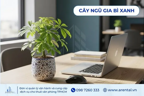 Cây ngũ gia bì xanh phù hợp trang trí bàn làm việc của người mệnh Mộc.