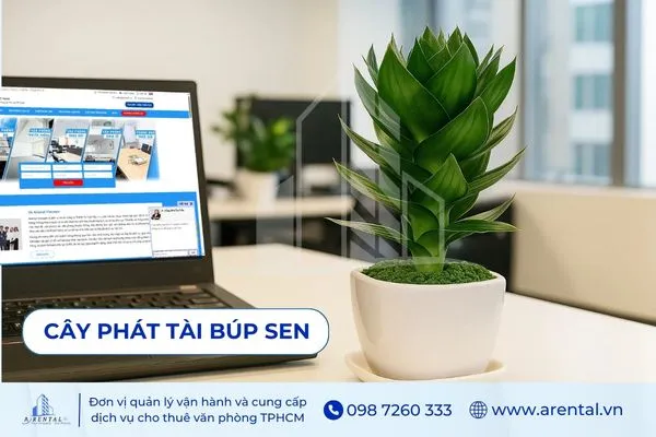 Cây Phát Tài Búp Sen - cây để bàn làm việc cho mệnh Mộc, mang ý nghĩa may mắn.