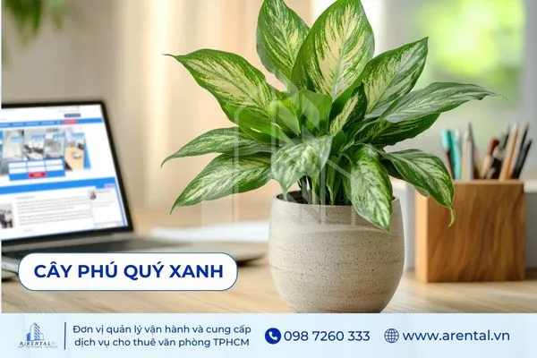 Chậu Phú Quý Xanh đặt cạnh laptop, điểm nhấn xanh mát cho góc làm việc.