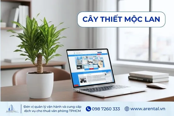 Cây Thiết Mộc Lan để bàn cho người mệnh Mộc, tạo cảm giác cân bằng và thư giãn.