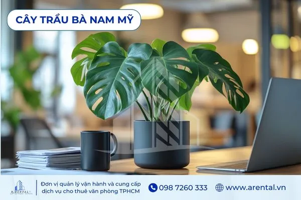 Cây Trầu Bà Nam Mỹ, gợi ý cây để bàn làm việc hợp mệnh Mộc với lá xanh đậm.