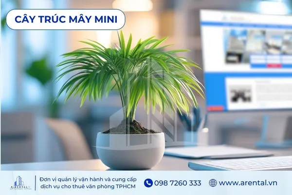 Cây Trúc Mây Mini để bàn cho người mệnh Mộc, mang vẻ đẹp nhẹ nhàng.