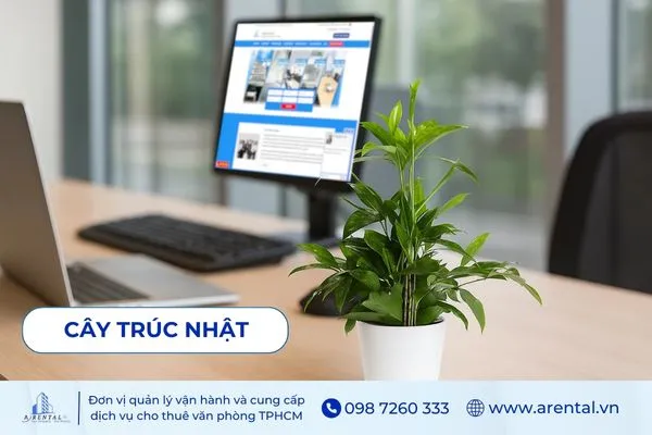Cây Trúc Nhật - lựa chọn cây để bàn làm việc mệnh Mộc, giúp không gian thêm sinh khí.