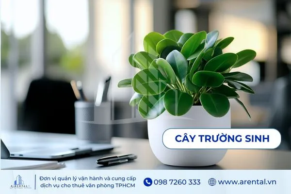 Cây Trường Sinh, cây để bàn làm việc mệnh Mộc giúp cân bằng năng lượng.
