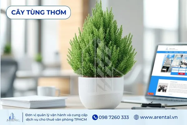 Cây Tùng Thơm để bàn cho người mệnh Mộc, mang lại cảm giác thư thái và trong lành.