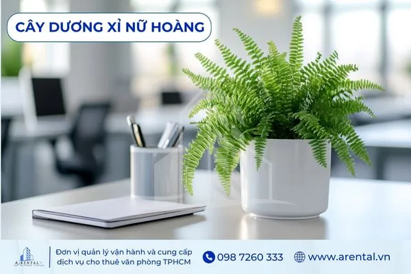 Dương Xỉ Nữ Hoàng tươi tốt, lá xòe mềm mại.