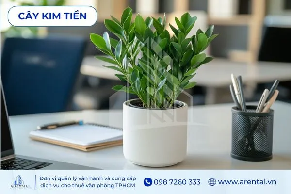 Kim Tiền nhỏ gọn, lá bóng khỏe nổi bật trên bàn làm việc.