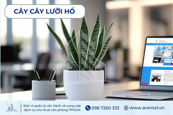Lưỡi Hổ dáng đứng khỏe khoắn, nổi bật trên bàn gỗ.